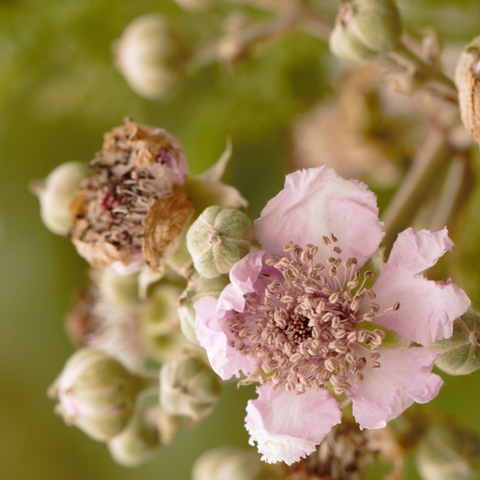 M-N Caron ''Murier''